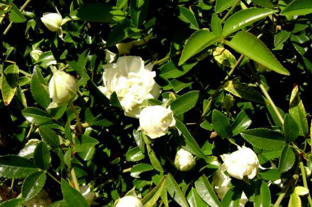 Cây hoa hồng lớn nhất thế giới, to như cây cổ thụ phủ kín gần 1000m2 đất - Ảnh 5.