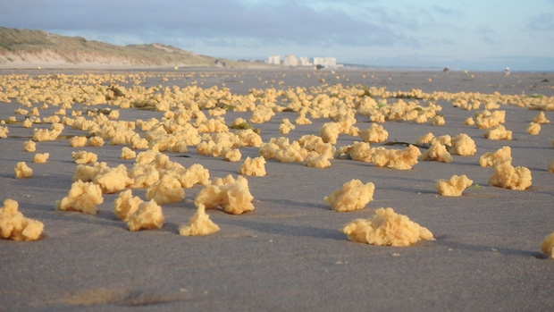  Bí ẩn hàng triệu vật thể lạ màu vàng không rõ nguồn gốc dải đầy bãi biển - Ảnh 1.