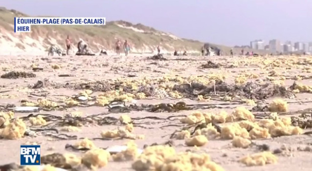  Bí ẩn hàng triệu vật thể lạ màu vàng không rõ nguồn gốc dải đầy bãi biển - Ảnh 4.