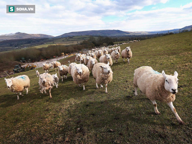 Tìm ra nguyên nhân bất ngờ khiến hơn 200 con cừu nhảy xuống vực tự sát tập thể - Ảnh 1.