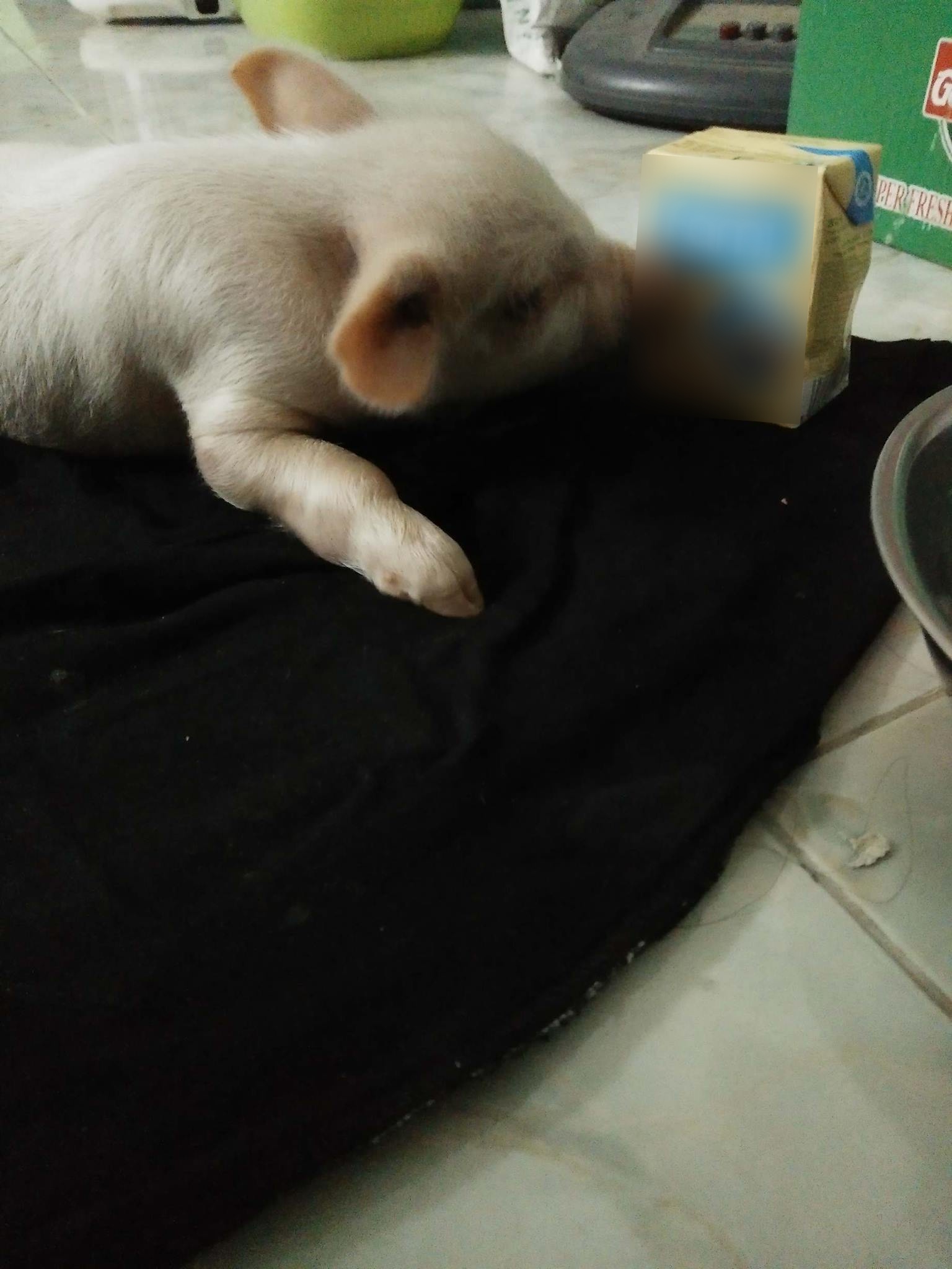 Chó, mèo xưa lắm rồi! Giờ nuôi heo mới là mốt, nhớ phải cưng như trứng nha! - Ảnh 2. Chó, mèo xưa lắm rồi! Giờ nuôi heo mới là mốt, nhớ phải cưng như trứng nha! 2