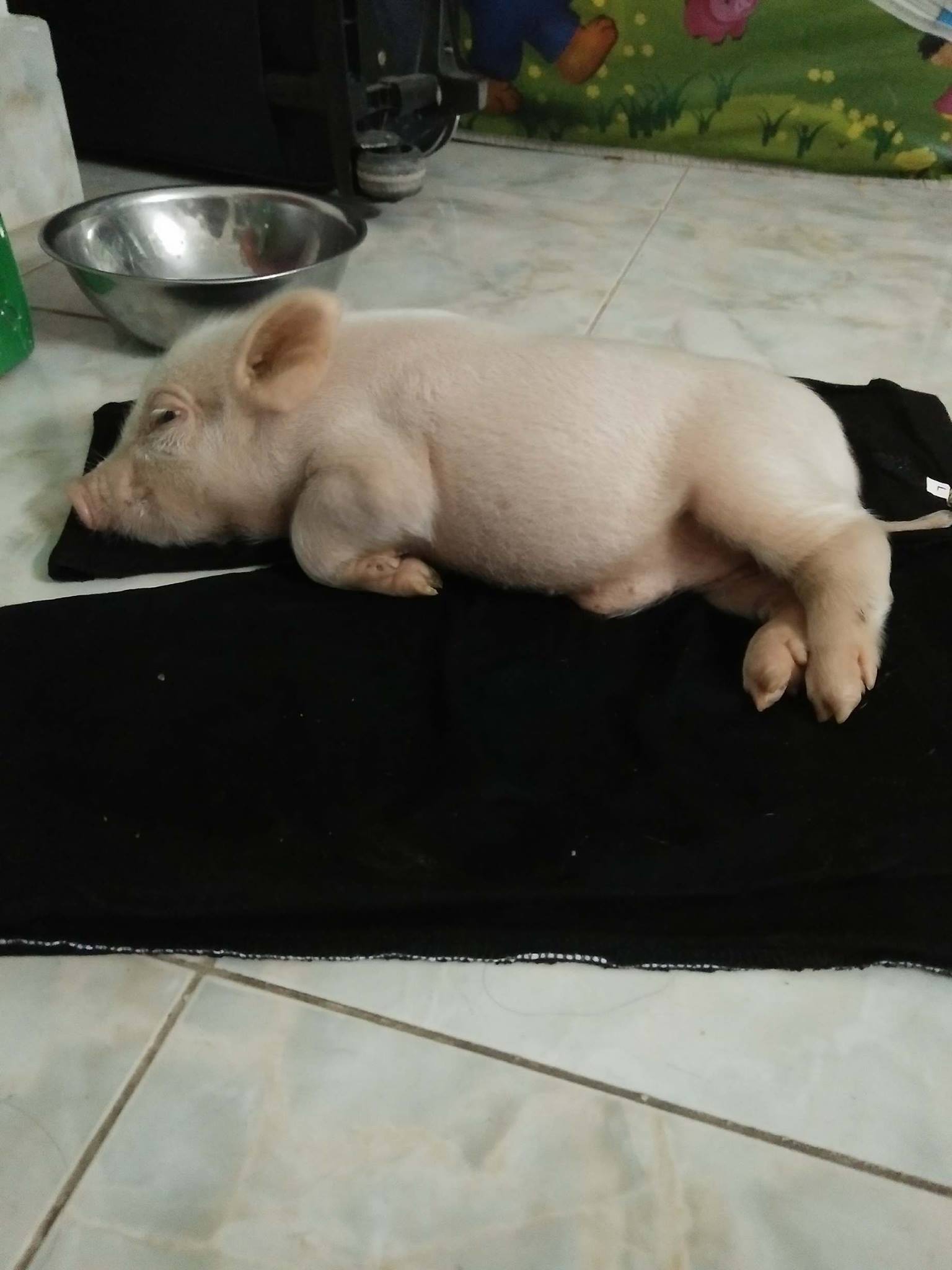 Chó, mèo xưa lắm rồi! Giờ nuôi heo mới là mốt, nhớ phải cưng như trứng nha! - Ảnh 1. Chó, mèo xưa lắm rồi! Giờ nuôi heo mới là mốt, nhớ phải cưng như trứng nha! 1