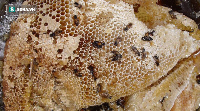 Sự thật về mật ong giả, mật ong thật, mật ong rừng, mật ong nuôi, mật ong đóng đường... - Ảnh 2.