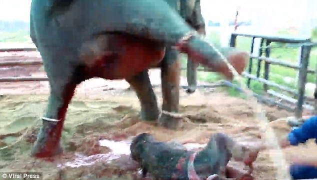 Kinh hoàng cảnh tượng voi mẹ giẫm đạp không thương tiếc voi con mới sinh - Ảnh 1.