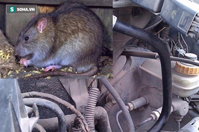 Land Rover bạc tỉ tan tành vì 1 con chuột: Đấu trí suốt 5 ngày không bắt nổi thủ phạm - Ảnh 1.