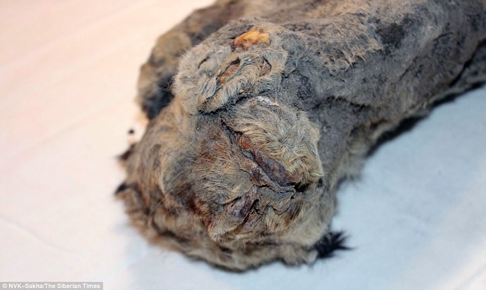 Hồi sinh xác ướp sư tử 50.000 năm tuổi bằng thí nghiệm kiểu Công viên kỷ Jura - Ảnh 3.
