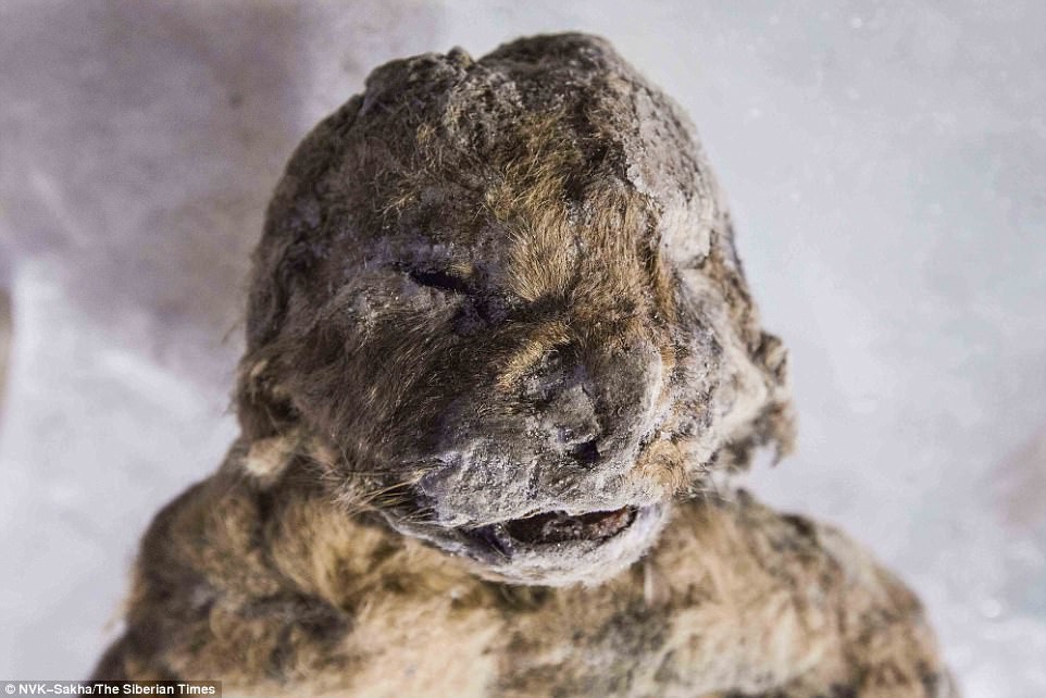 Hồi sinh xác ướp sư tử 50.000 năm tuổi bằng thí nghiệm kiểu Công viên kỷ Jura - Ảnh 2.