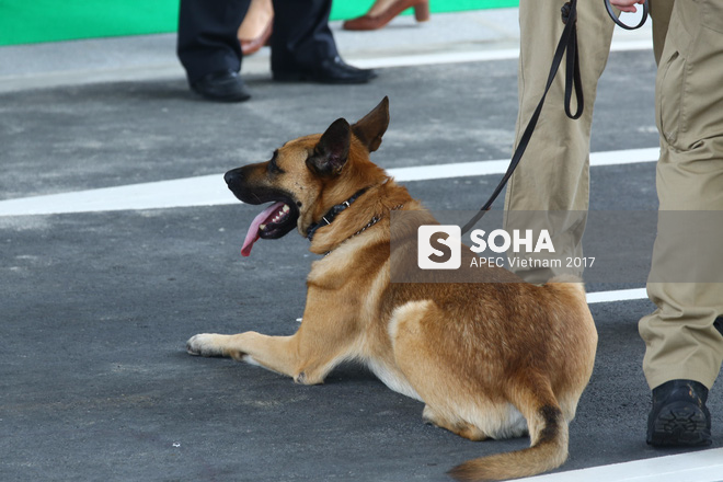 Đặc vụ Mỹ sử dụng ống nhòm, dắt chó nghiệp vụ kiểm tra an ninh nghiêm ngặt khi đón TT Trump tại Đà Nẵng - Ảnh 12.