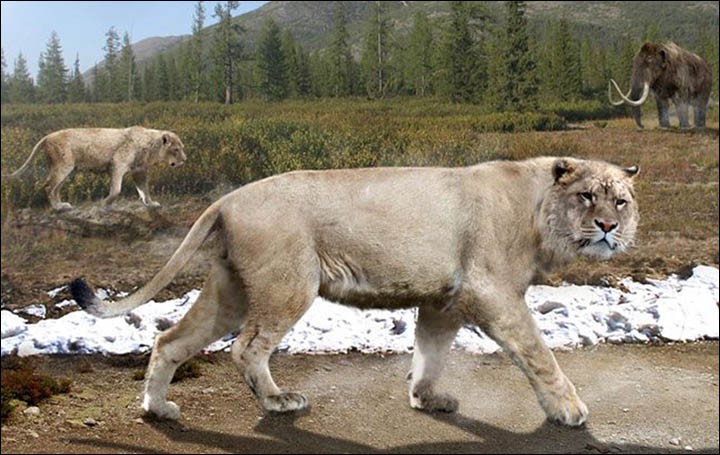 Hồi sinh xác ướp sư tử 50.000 năm tuổi bằng thí nghiệm kiểu Công viên kỷ Jura - Ảnh 5.