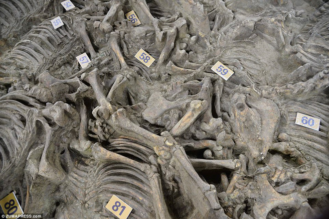 Bí ẩn cổ mộ 2.400 năm chứa hơn 100 xác ngựa ở Trung Quốc - Ảnh 3.