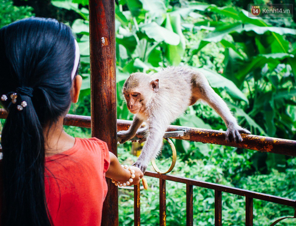 Chùm ảnh: Chuyện về đàn khỉ đuôi dài nương náu trong ngôi chùa ở Vũng Tàu, sống nhờ thức ăn của du khách - Ảnh 8.