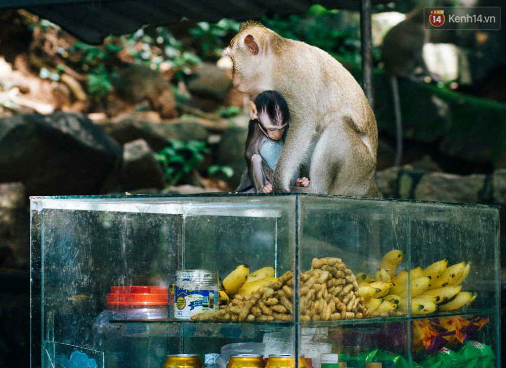 Chùm ảnh: Chuyện về đàn khỉ đuôi dài nương náu trong ngôi chùa ở Vũng Tàu, sống nhờ thức ăn của du khách - Ảnh 9. Chùm ảnh: Chuyện về đàn khỉ đuôi dài nương náu trong ngôi chùa ở Vũng Tàu, sống nhờ thức ăn của du khách 12