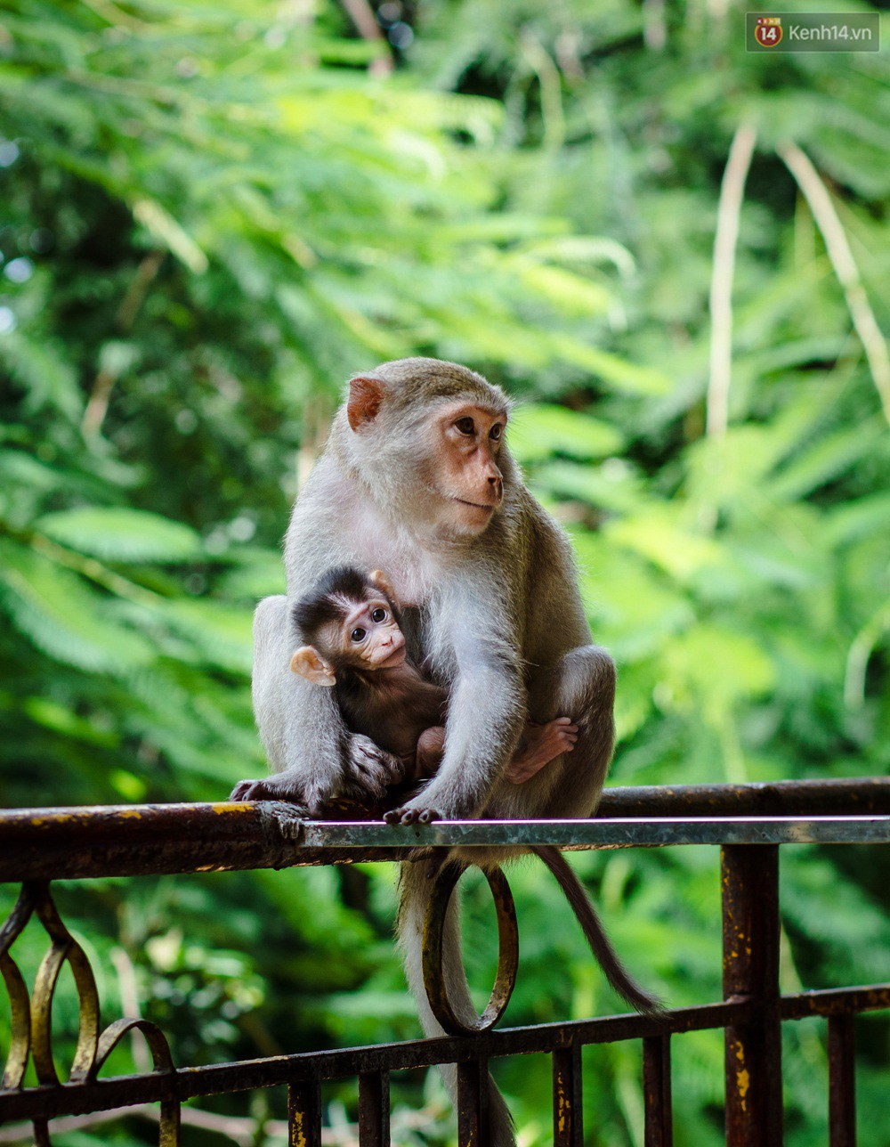 Chùm ảnh: Chuyện về đàn khỉ đuôi dài nương náu trong ngôi chùa ở Vũng Tàu, sống nhờ thức ăn của du khách - Ảnh 1.