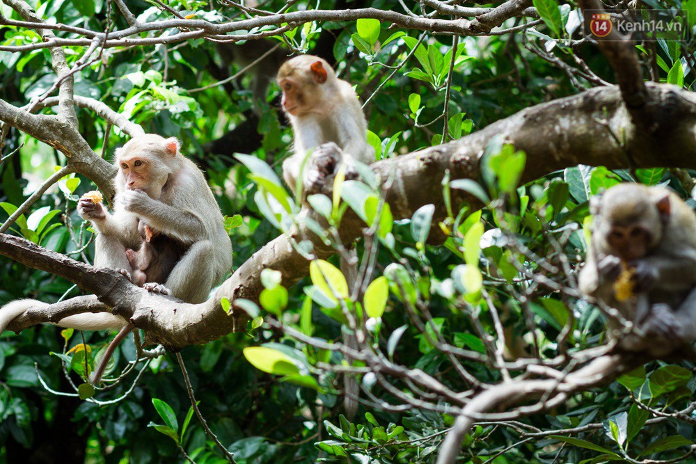 Chùm ảnh: Chuyện về đàn khỉ đuôi dài nương náu trong ngôi chùa ở Vũng Tàu, sống nhờ thức ăn của du khách - Ảnh 3.