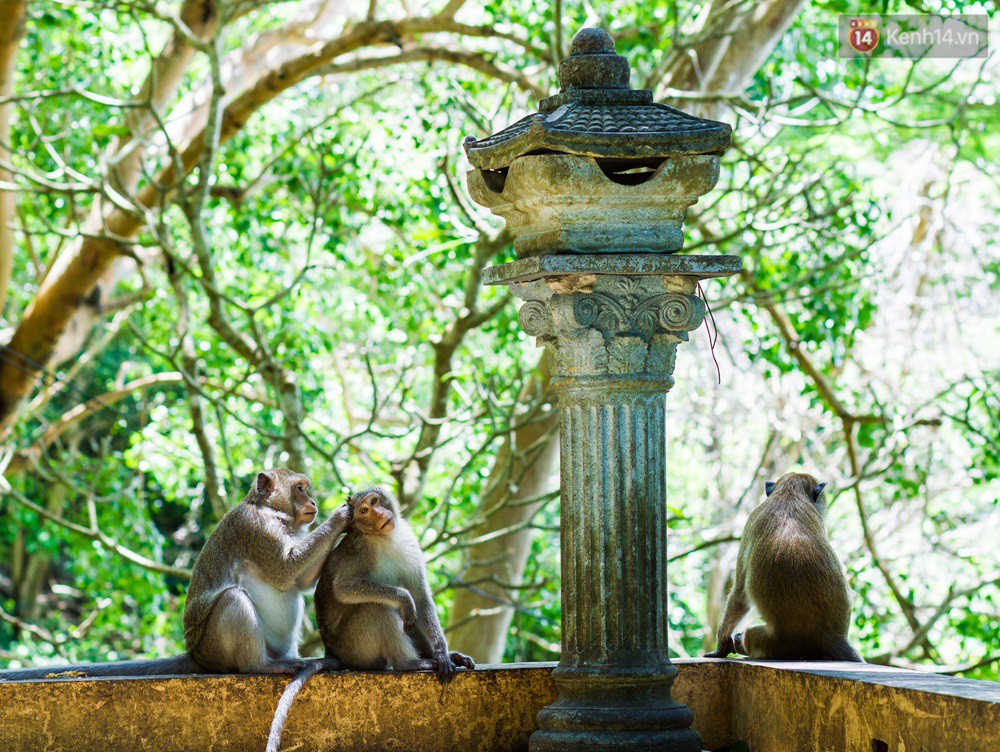 Chùm ảnh: Chuyện về đàn khỉ đuôi dài nương náu trong ngôi chùa ở Vũng Tàu, sống nhờ thức ăn của du khách - Ảnh 4.