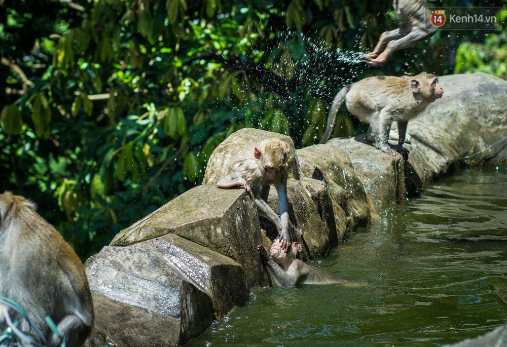 Chùm ảnh: Chuyện về đàn khỉ đuôi dài nương náu trong ngôi chùa ở Vũng Tàu, sống nhờ thức ăn của du khách - Ảnh 6.