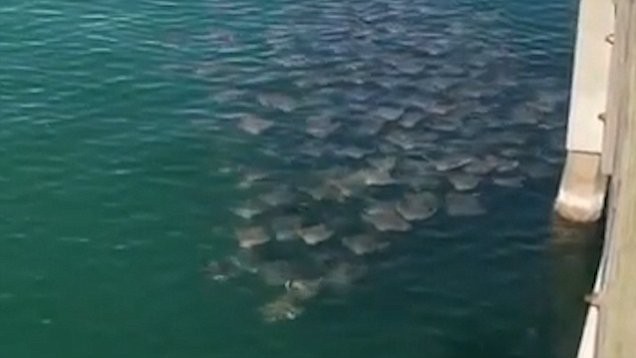 Giải mã hiện tượng kỳ lạ: Hàng trăm con cá đuối tụ tập ở bờ biển Mỹ - Ảnh 3.