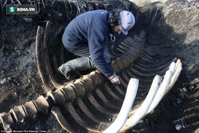 Phát hiện bộ xương không đầu của quái vật biển bí ẩn ở Nga - Ảnh 1.