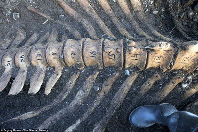 Phát hiện bộ xương không đầu của quái vật biển bí ẩn ở Nga - Ảnh 2.