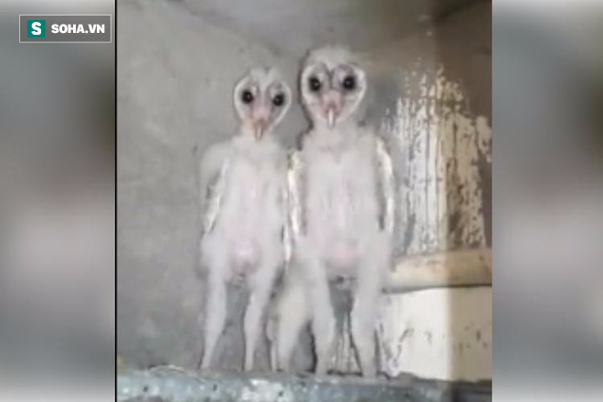 Tìm thấy hai con chim có ngoại hình xấu xí như... người ngoài hành tinh - Ảnh 2.
