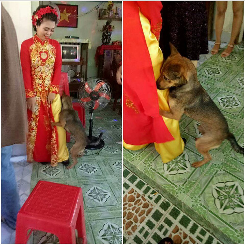 1001 khoảnh khắc mấy con boss bon chen phá ảnh cưới - Ảnh 8. 1001 khoảnh khắc mấy con boss bon chen phá ảnh cưới 8