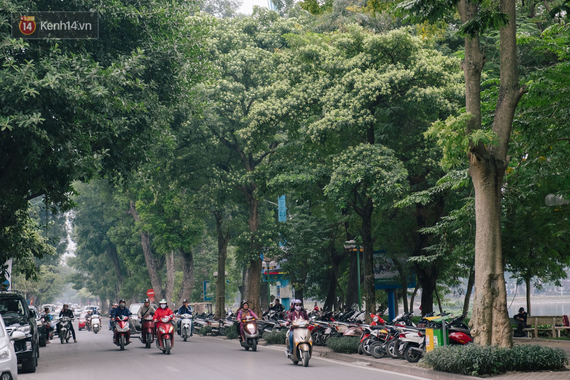 Khi 'mùa hoa sữa về thơm từng cơn gió' trở thành nỗi ám ảnh với người dân Thủ Đô 7 Khi 'mùa hoa sữa về thơm từng cơn gió' trở thành nỗi ám ảnh với người dân Thủ Đô 7