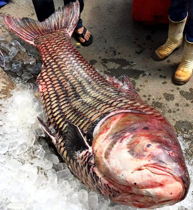 Loài cá khổng lồ có thể bị gạch khỏi sách đỏ VN: Vì sao nhà hàng sẵn sàng chi nghìn USD? - Ảnh 3.