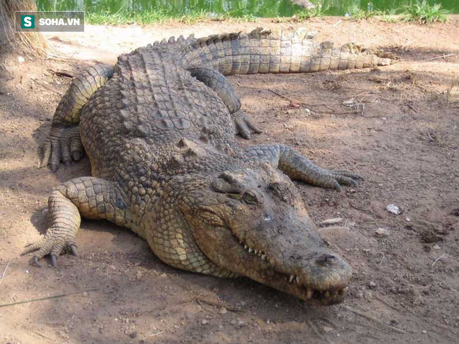 Cá sấu gặp kẻ thù không đội trời chung: Khi mãnh thú đầm lầy 'cúi đầu nhượng bộ' 1