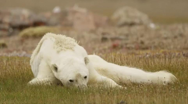 Ám ảnh cảnh tượng: Gấu Bắc Cực gầy trơ xương trên hòn đảo không băng - Ảnh 3.