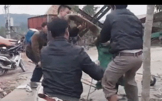 Vụ bắt rắn hổ mang chúa khủng ở Phúc Yên: Chủ xưởng gỗ nói không biết