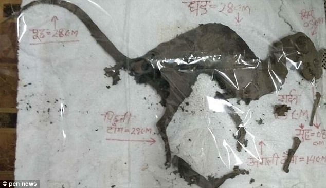 Tìm thấy xác ướp giống khủng long được bảo quản nguyên vẹn, phần thịt vẫn còn trên cơ thể - Ảnh 1.