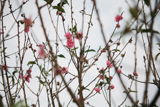  Đột nhập vườn đào Nhật Tân, ngắm hoa đào nở sớm, đẹp lung linh dưới nắng đông dù Tết còn 2 tháng - Ảnh 3.