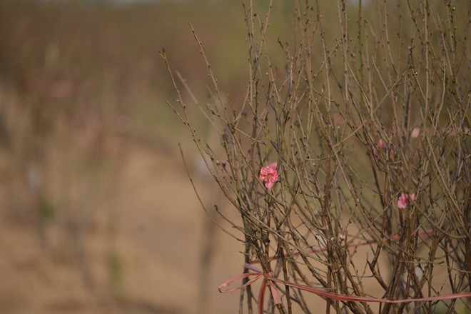  Đột nhập vườn đào Nhật Tân, ngắm hoa đào nở sớm, đẹp lung linh dưới nắng đông dù Tết còn 2 tháng - Ảnh 6.