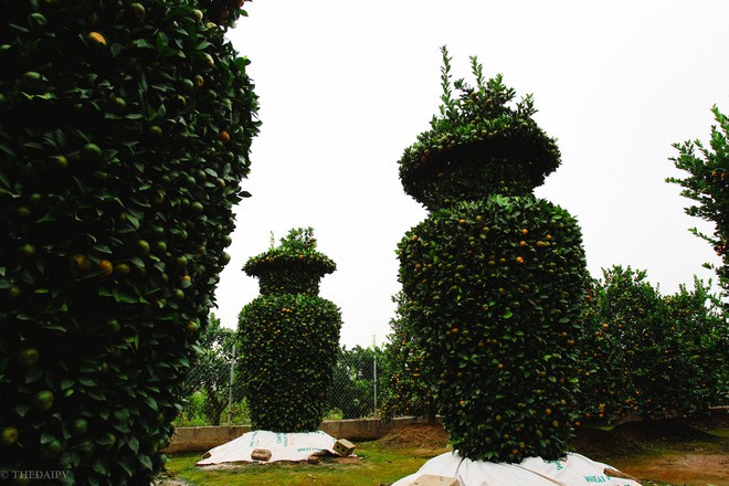 Độc đáo vườn quất kiểng dáng lộc bình cao tới 3 mét, giá chục triệu đồng phục vụ Tết Nguyên đán - Ảnh 2.