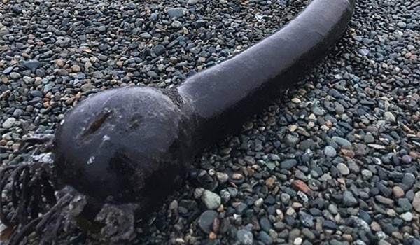 Sinh vật kỳ dị dài 25m, nhìn như rắn khổng lồ trôi dạt vào bờ biển Nga - Ảnh 2.
