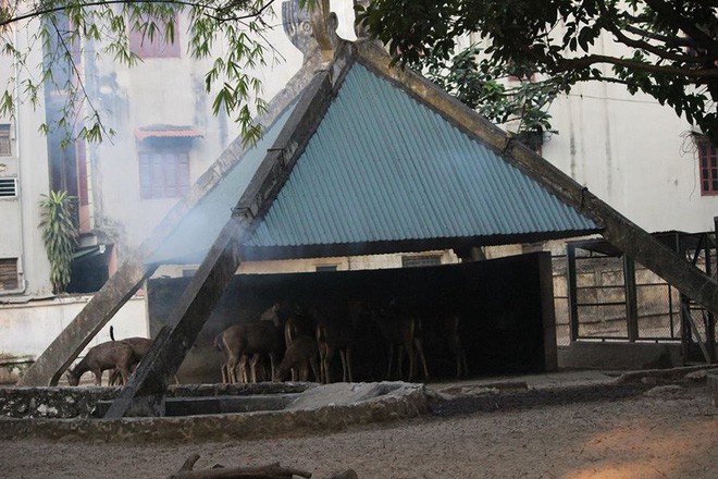 Bật máy sưởi, đốt lửa để giữ ấm cho động vật quý hiếm ở Vườn thú Hà Nội - Ảnh 1.
