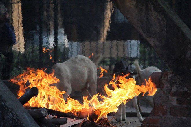 Bật máy sưởi, đốt lửa để giữ ấm cho động vật quý hiếm ở Vườn thú Hà Nội 2