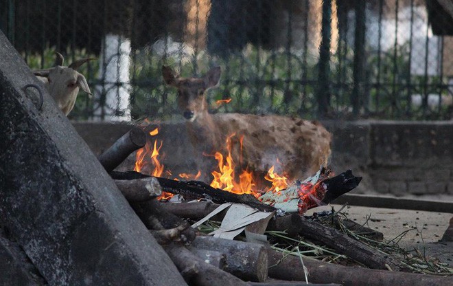 Bật máy sưởi, đốt lửa để giữ ấm cho động vật quý hiếm ở Vườn thú Hà Nội - Ảnh 3.