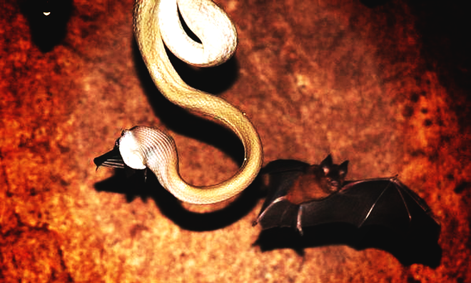 Thâm nhập hang sâu đáng sợ bậc nhất thế giới: Cơn ác mộng thực sự của người sợ rắn - Ảnh 6.