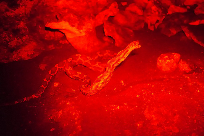 Thâm nhập hang sâu đáng sợ bậc nhất thế giới: Cơn ác mộng thực sự của người sợ rắn - Ảnh 10.