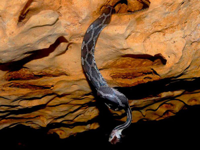 Thâm nhập hang sâu đáng sợ bậc nhất thế giới: Cơn ác mộng thực sự của người sợ rắn - Ảnh 9.