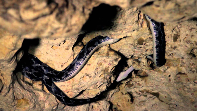 Thâm nhập hang sâu đáng sợ bậc nhất thế giới: Cơn ác mộng thực sự của người sợ rắn - Ảnh 4.