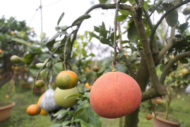 Lão nông thu về hàng trăm triệu nhờ ghép 10 loại quả trên cùng một cây cảnh ở Hà Nội - Ảnh 4.