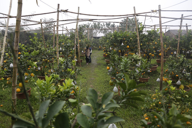 Lão nông thu về hàng trăm triệu nhờ ghép 10 loại quả trên cùng một cây cảnh ở Hà Nội - Ảnh 1.