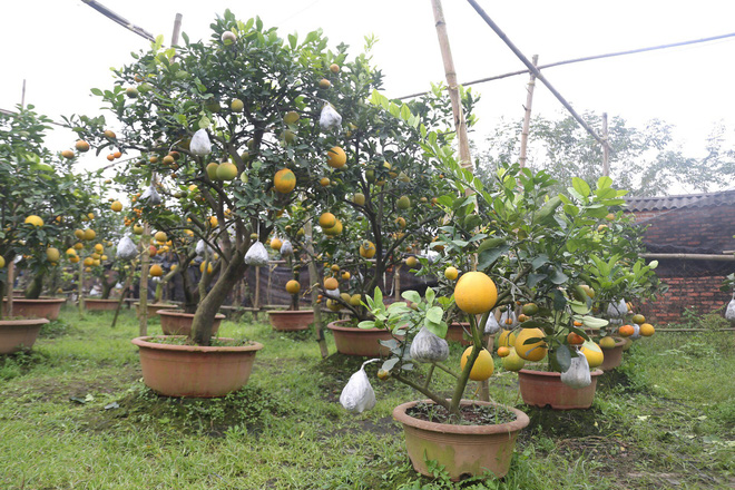 Lão nông thu về hàng trăm triệu nhờ ghép 10 loại quả trên cùng một cây cảnh ở Hà Nội - Ảnh 5.