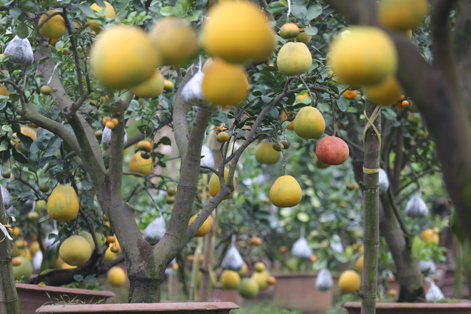 Lão nông thu về hàng trăm triệu nhờ ghép 10 loại quả trên cùng một cây cảnh ở Hà Nội - Ảnh 10.