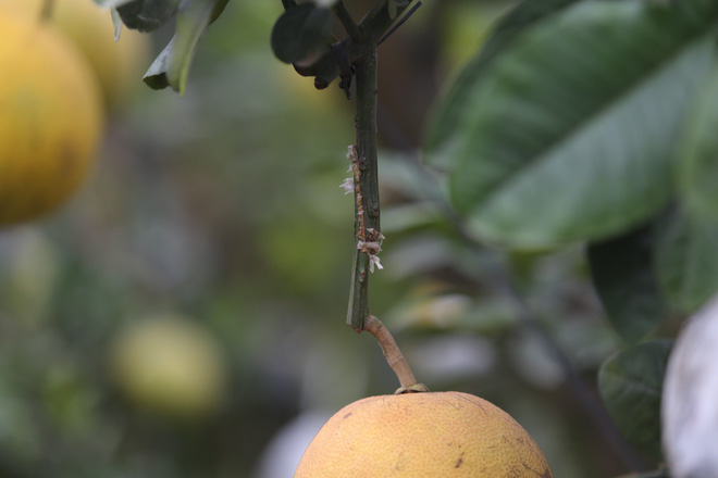 Lão nông thu về hàng trăm triệu nhờ ghép 10 loại quả trên cùng một cây cảnh ở Hà Nội - Ảnh 7.