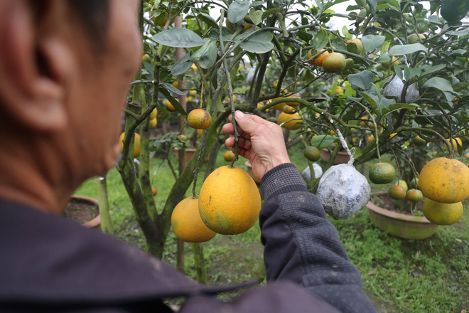 Lão nông thu về hàng trăm triệu nhờ ghép 10 loại quả trên cùng một cây cảnh ở Hà Nội - Ảnh 9.