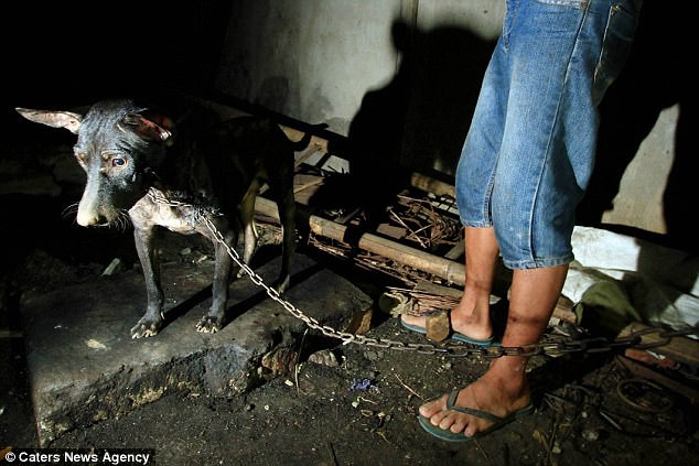 Hình ảnh rùng rợn trong những trang trại thịt chó: Nỗi đau của những chú chó phải chứng kiến cái chết của đồng loại - Ảnh 1.