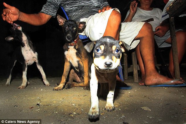 Hình ảnh rùng rợn trong những trang trại thịt chó: Nỗi đau của những chú chó phải chứng kiến cái chết của đồng loại - Ảnh 2.